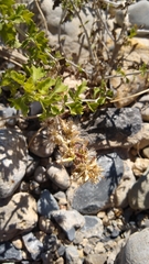 Brickellia laciniata