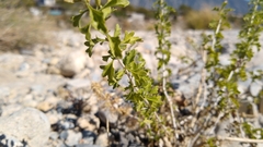 Brickellia laciniata