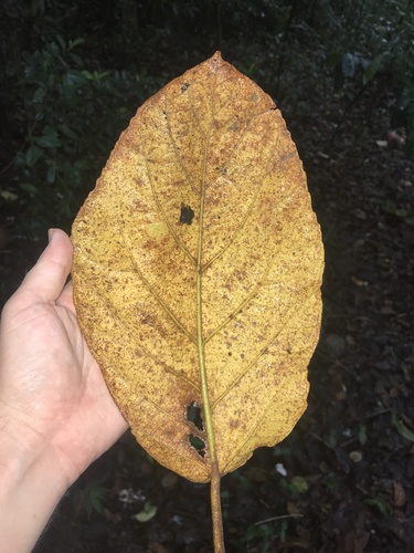 Ficus nota, photograph 3
