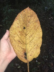 Ficus nota, photograph author not stated, no rights reserved