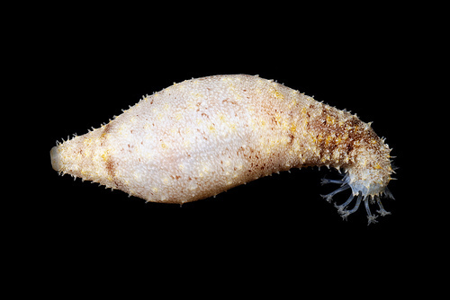 Holothuria lineata