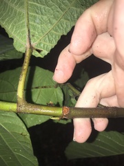 Ficus nota, photograph author not stated, no rights reserved