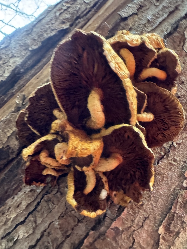 Pholiota aurivella · November 2025 · photo: © gwt2102 (iNaturalist, cc-by-nc)