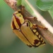 Campsiura lutescens - Photo (c) magdastlucia, μερικά δικαιώματα διατηρούνται (CC BY-NC), uploaded by magdastlucia