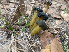 Leotia viscosa