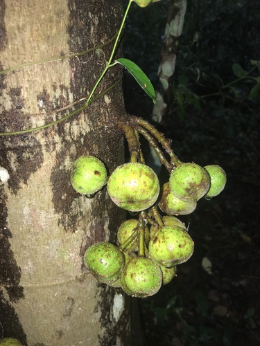 tibig (Ficus nota)