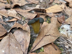 Leotia viscosa