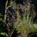 Adenochloa ecklonii - Photo (c) Nick Helme, some rights reserved (CC BY-SA), uploaded by Nick Helme