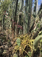 Tillandsia flexuosa
