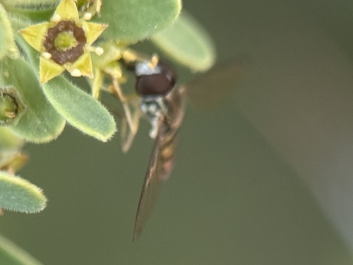 Unknown species found near Desert Botanical Garden, Phoenix, AZ, US