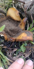 Scleroderma texense