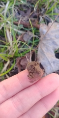 Scleroderma texense