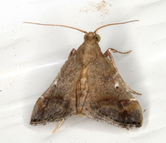 Scenedra decoratalis