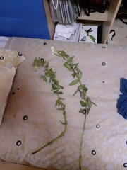 Escobedia grandiflora