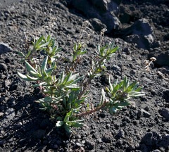 Senecio squalidus aethnensis