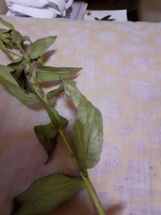 Escobedia grandiflora