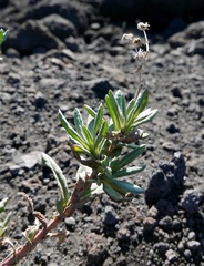Senecio squalidus aethnensis