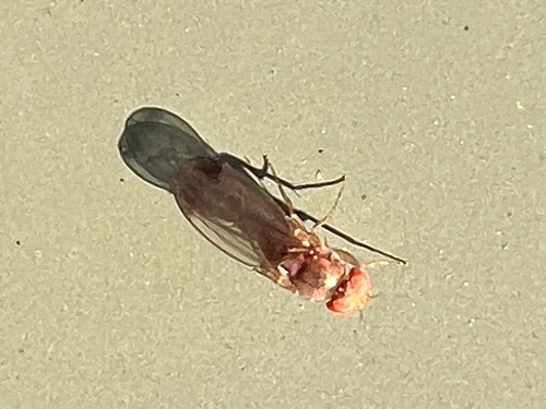 Unknown species found near Bevan Dr, Fairfax, VA, US