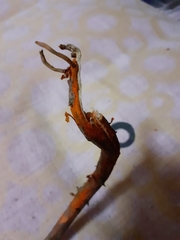 Escobedia grandiflora