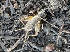 Gryllus lineaticeps