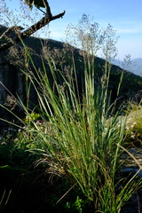 Adenochloa ecklonii