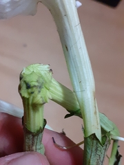 Escobedia grandiflora