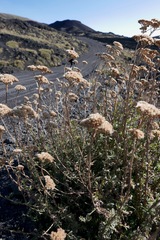 Achillea ligustica