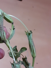 Escobedia grandiflora