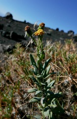 Senecio squalidus aethnensis