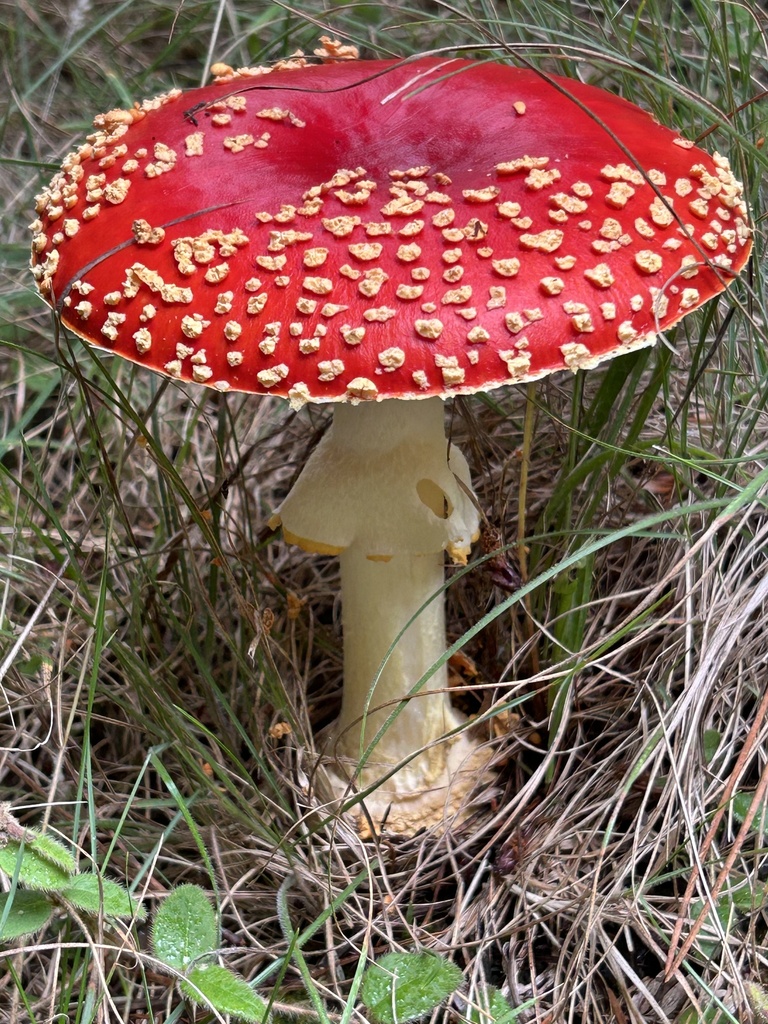 Amanita muscaria flavivolvata · November 2025 · photo: © wordjourneys (iNaturalist, cc-by-sa)