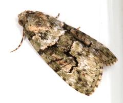 Pherechoa crypsichlora