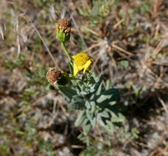 Senecio squalidus aethnensis
