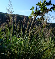 Adenochloa ecklonii