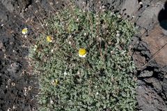 Anthemis aetnensis
