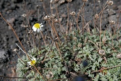 Anthemis aetnensis