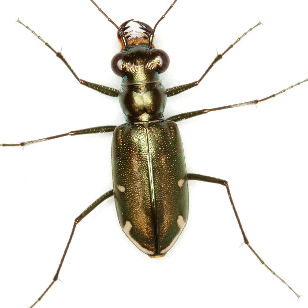Saltmarsh Tiger Beetle