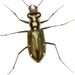 Saltmarsh Tiger Beetle - Photo (c) Mike Quinn, Austin, TX, some rights reserved (CC BY-NC), uploaded by Mike Quinn, Austin, TX