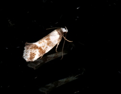 Lichenaula lambda