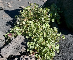Rumex aetnensis