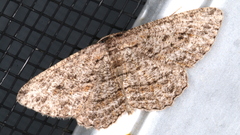 Zermizinga sinuata