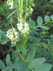 Astragalus americanus