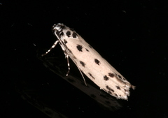 Ethmia sphaerosticha