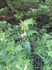 Astragalus americanus