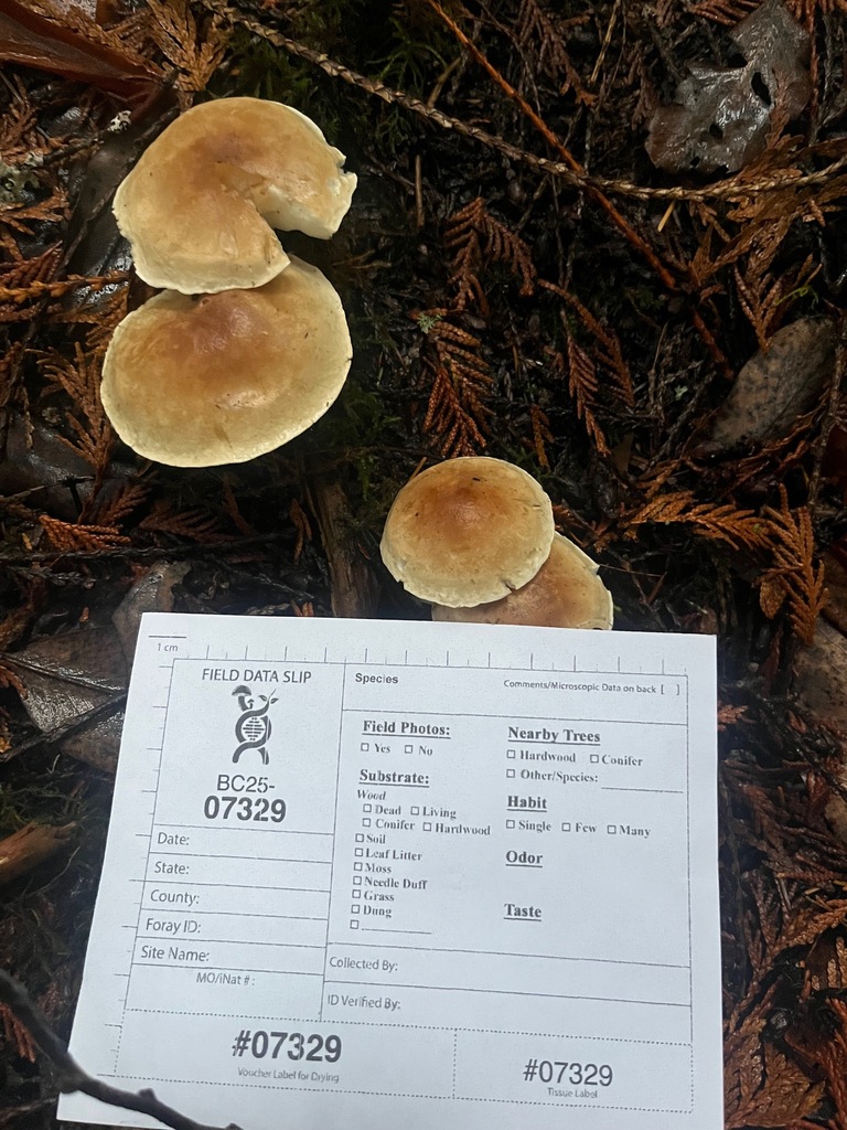Leucopaxillus sp. 'MO01'