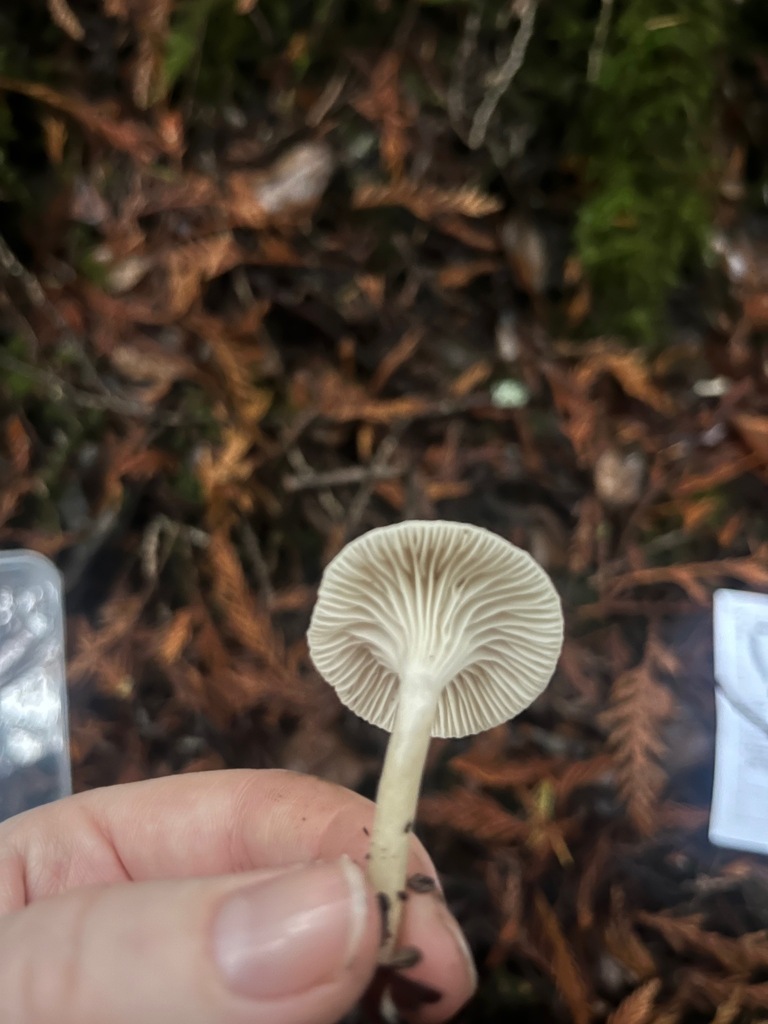 Spodocybe trulliformis · November 2025 · photo: © enspring (iNaturalist, cc0)
