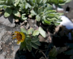 Senecio squalidus aethnensis