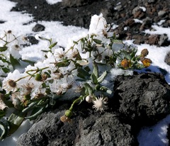 Senecio squalidus aethnensis
