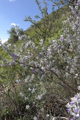 Leucophyllum ambiguum