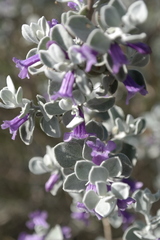 Leucophyllum ambiguum