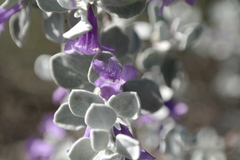 Leucophyllum ambiguum